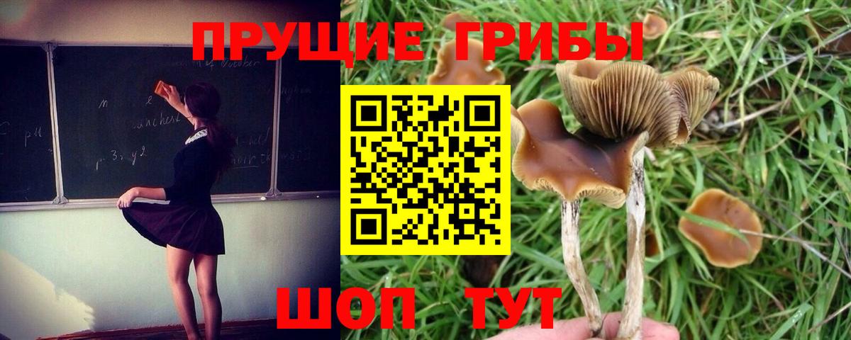 дарнет шоп  Галлюциногенные грибы Cubensis  Вход с VPN  Северобайкальск 